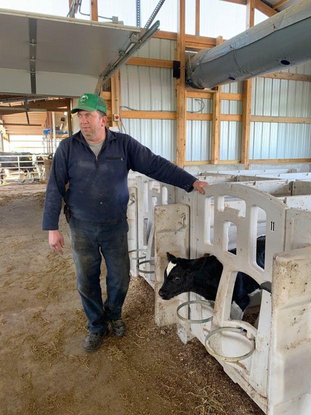 Person standing next to a cow