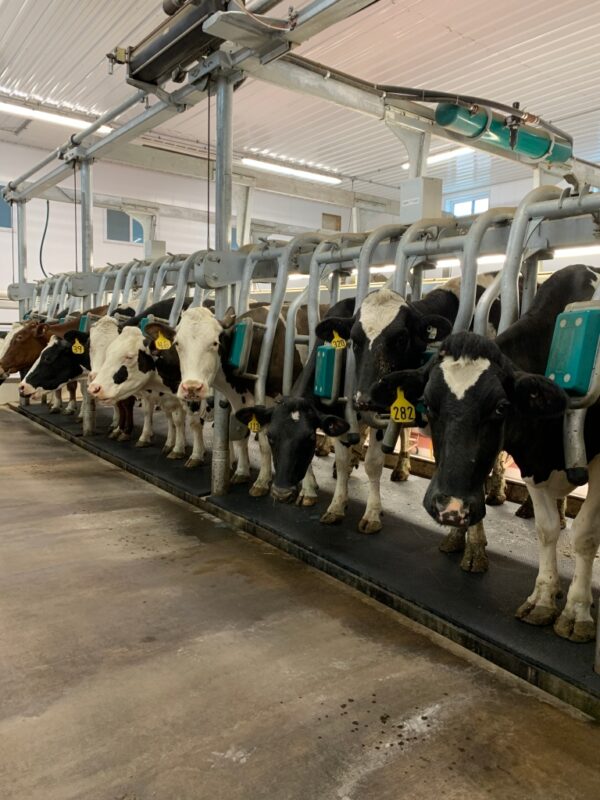 Crystal Ball Farms Dairy – The Future of Dairy